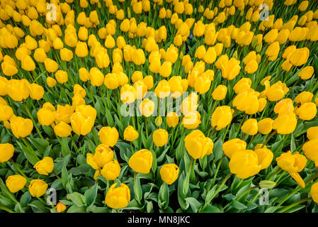 Traditional tulip Festival in Sultanahmet Square.Many yellow tulips on foreground. Stock Photo