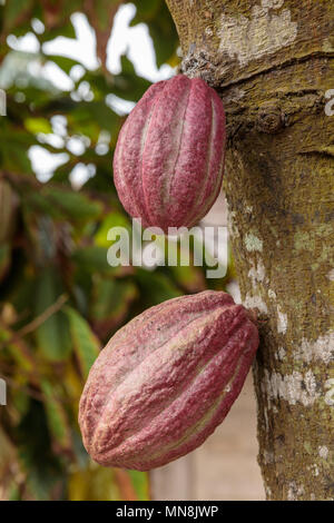 Two Cocoa pods growing from tree on a plantation near Baracoa - Cuba Stock Photo
