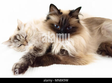 two fluffy cats snuggled up against each other on white sheet Stock Photo