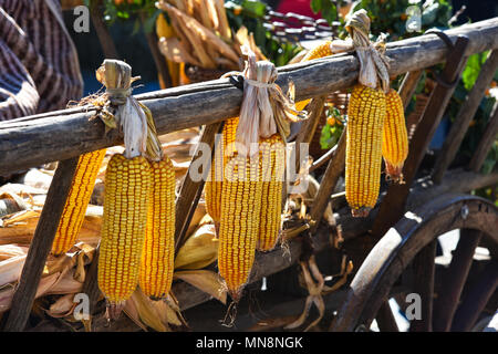 corn cobs hanging to dry in the sun Stock Photo