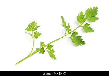 Fresh parsley sprig isolated  on white background Stock Photo