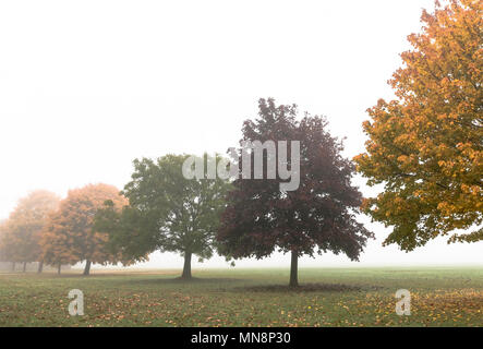 A line of trees in the mist on parkland beside the Purley Way, Croydon Stock Photo