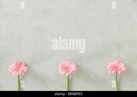 Three pastel pink daisy flowers at the bottom of gray background with copy space Stock Photo