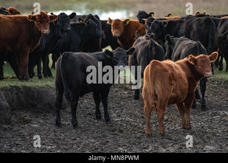 Herd of young cows in the pampas of Argentina Stock Photo