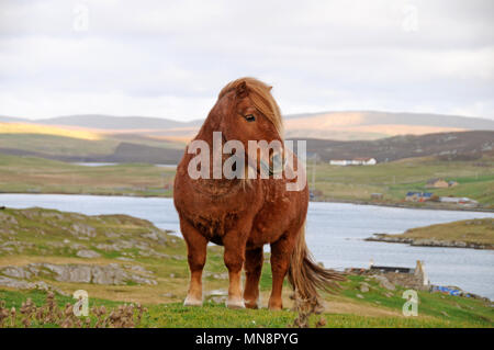 Lone Shetland pony on the hills of Shetland Stock Photo