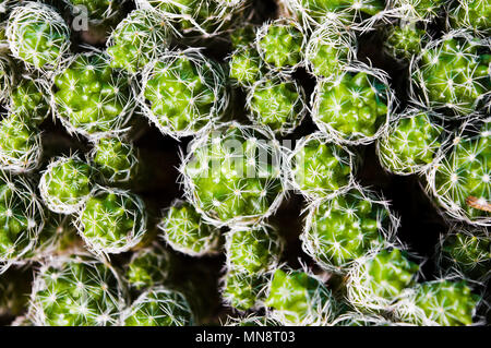 Cactus plant spikes close up top view