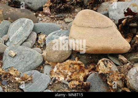 Peddles on a beach drying in the sun Stock Photo