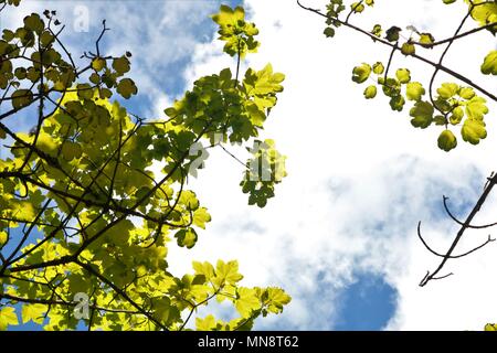 View of blue cloudy sky on a hot sunny day framed by fresh green leaves Stock Photo
