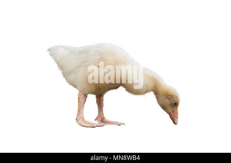 Goose chick isolated Stock Photo