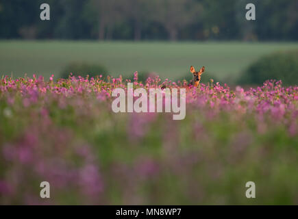 A Roe Deer (Capreolus capreolus) doe standing in a field of Rosebay Willowherb at sunset, Gloucestershire Stock Photo