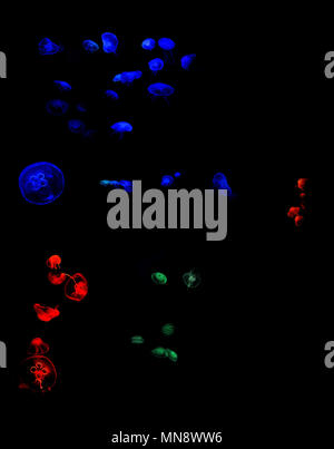Jellyfish set, in the ocean, blue color, fluorescent Stock Photo - Alamy