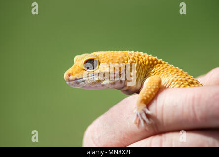 Hand holding a Common Leopard gecko (Eublepharis macularius), close-up. Natural green background with copy space. Stock Photo