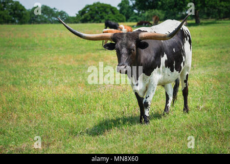 Texas longhorn cattle grazing on spring pasture Stock Photo