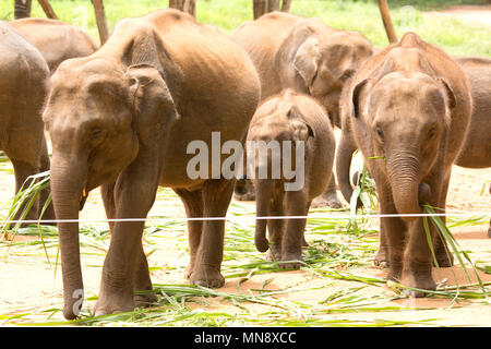 Elephants feeding at the Udwawalawe Elephant Transit Home at Uwawalawe National Park in Sri Lanka. Stock Photo
