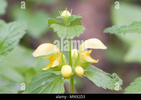 Yellow archangel plant flowers, close up shot Stock Photo