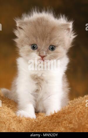 Highlander Kitten Stock Photo