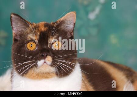 British Shorthair Portrait Stock Photo