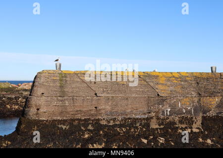 Seagulls sitting on old pier with clear blue sky and rocks in background Stock Photo