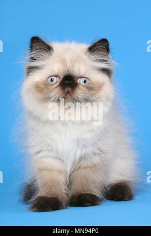 Perser Colourpoint Kitten Stock Photo - Alamy