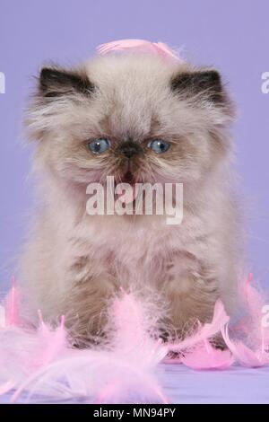 Perser Colourpoint Kitten Stock Photo