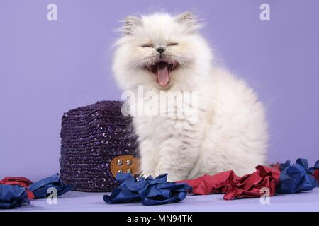 Perser Colourpoint Kitten Stock Photo