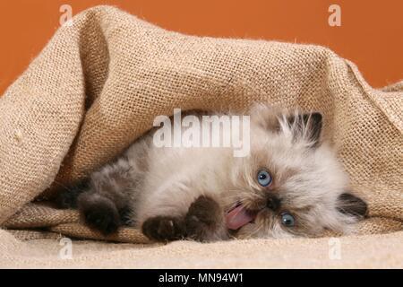 Perser Colourpoint Kitten Stock Photo