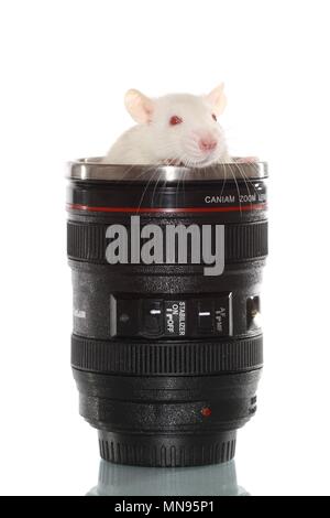 fancy rat Stock Photo