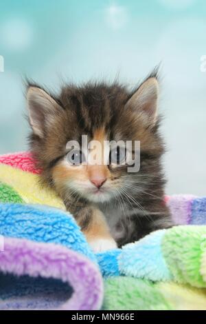 Norwegian Forest Cat Kitten Stock Photo