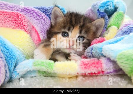 Norwegian Forest Cat Kitten Stock Photo