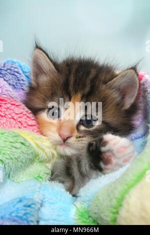 Norwegian Forest Cat Kitten Stock Photo