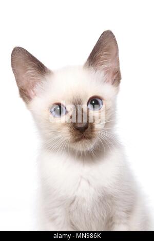 Thai Kitten Stock Photo