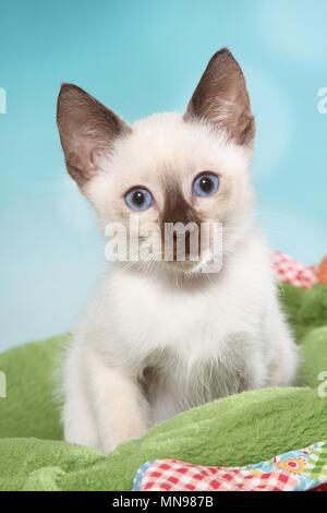 Thai Kitten Stock Photo