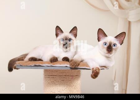 2 Thais Stock Photo