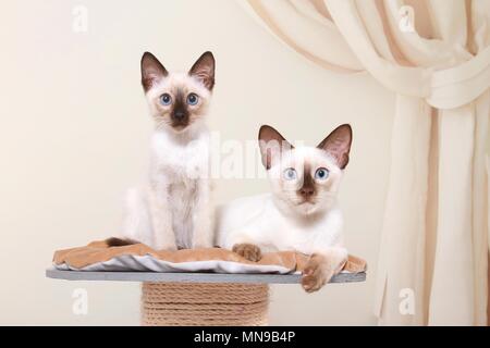 2 Thais Stock Photo