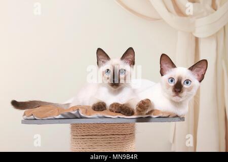 2 Thais Stock Photo