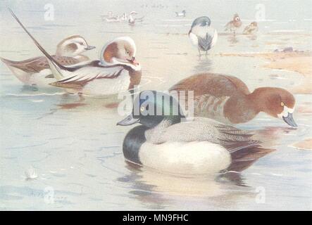 BRITISH BIRDS. Long-Tailed Duck; Scaup-Duck. THORBURN 1926 old vintage print Stock Photo