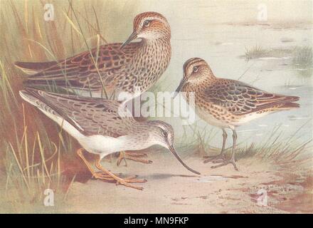 BRITISH BIRDS. American Pectoral Sandpiper Terek; Broad-Billed. THORBURN 1926 Stock Photo