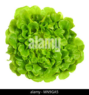 Salanova green oak leaf lettuce from above. One cut ready, loose leaf lettuce, linear, lobed and loosely serrated. A Lactuca sativa variety. Stock Photo