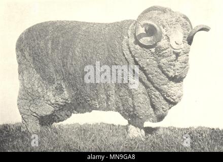 SHEEP. Australian Merino Ram-'Donald Dinnie' 1200 Guineas 1912 old print Stock Photo