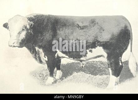 CATTLE.Double Standard Polled Hereford Bull 'Polled King'.(American bred) 1912 Stock Photo