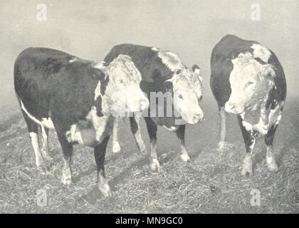 CATTLE. Double Standard Polled Hereford Cows 1912 old antique print picture Stock Photo