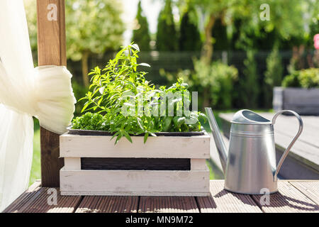 White wooden pot with green herbs on a wooden terrace Stock Photo