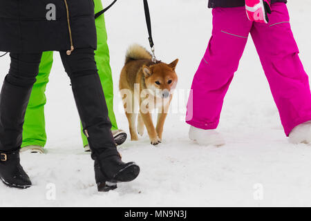 Japanese dog breed Shiba Inu between women walking legs Stock Photo