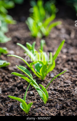 Vertical photo with several fresh plants grow from soil and sown in a line. Plants  are young baby spinach and have thin bright green leaves. Soil is  Stock Photo