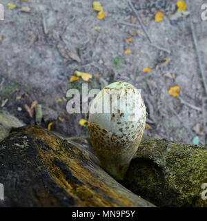 Volvariella bombycina, known as the silky sheath, silky rosegill, silver-silk straw mushroom Stock Photo