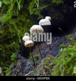 marasmius rotula mushroom, also known as pinwheel mushroom Stock Photo