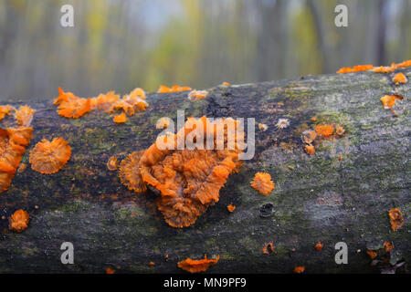 phlebia radiata fungus, wrinkled crust Stock Photo