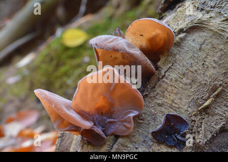 auricularia auricula-judae mushroom, known as the Jew's ear, wood ear, jelly ear Stock Photo