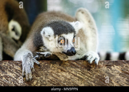 Lemur, portrait. Bali zoo. Indonesia.
