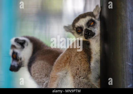 Sleeping Lemur. Bali zoo. Indonesia.